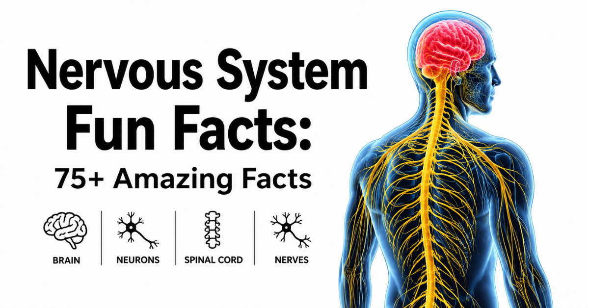 Nervous System Fun Facts: 75+ Amazing Facts with brain, spinal cord, and nerves illustration