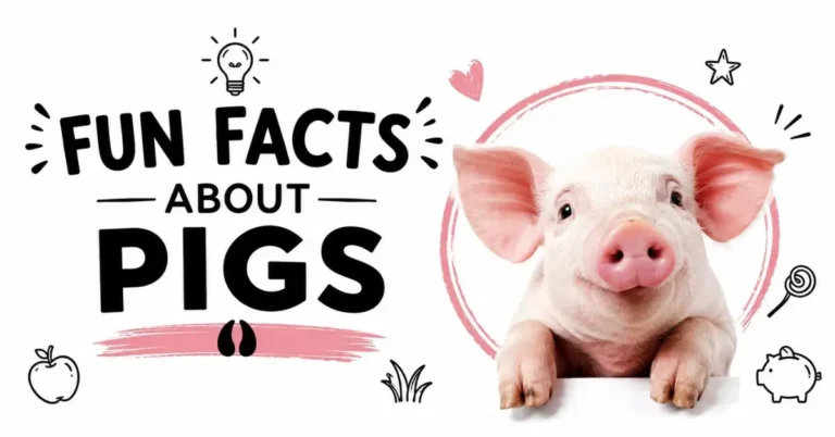Fun facts about pigs featuring a cute pink piglet on a clean white background.