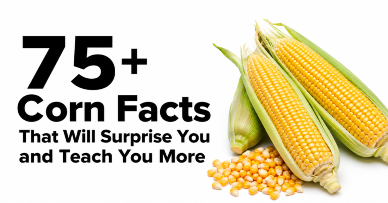 75+ Corn Facts That Will Surprise You and Teach You More