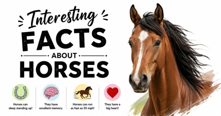 Interesting facts about horses featuring a beautiful chestnut horse